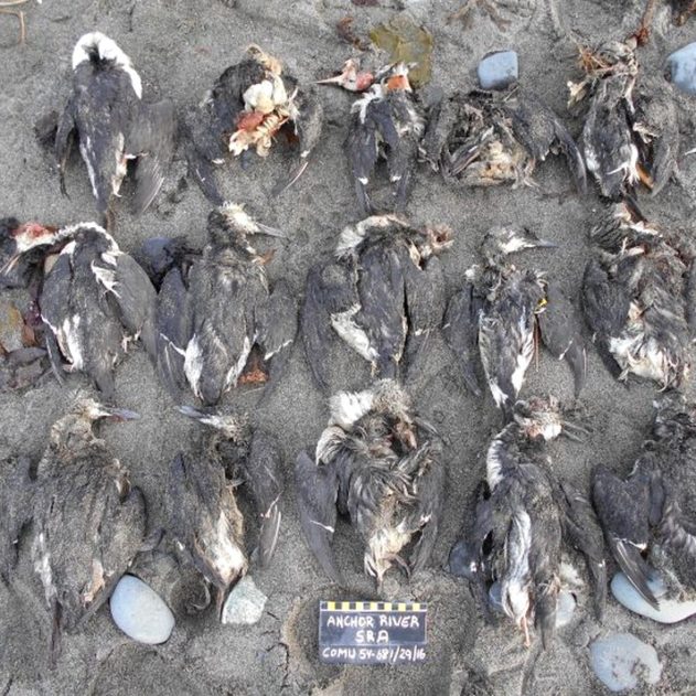 oiseau mort deces masse massif rechauffement changement climatique climat