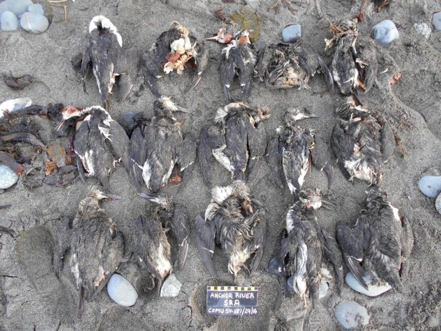 oiseau mort deces masse massif rechauffement changement climatique climat