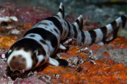 requins marcheur