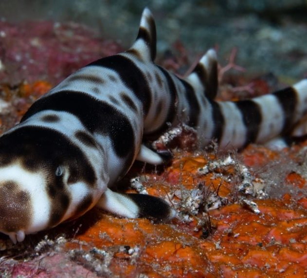 requins marcheur