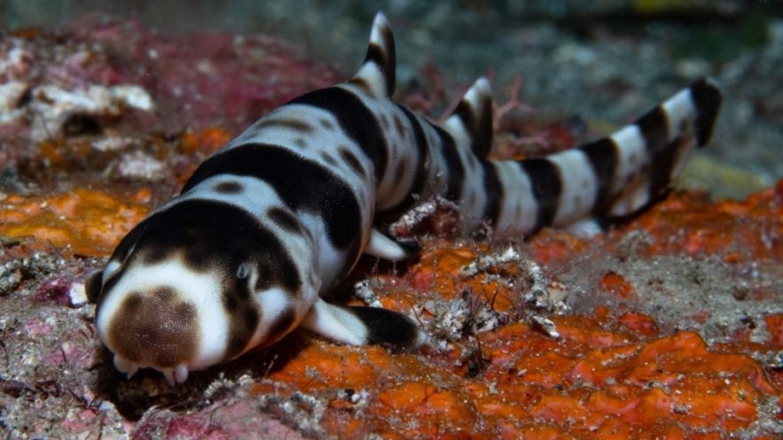 requins marcheur
