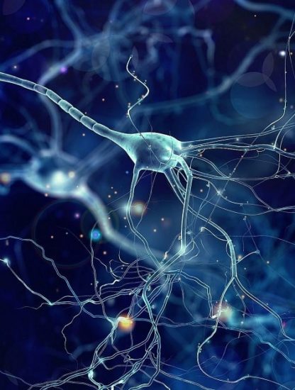 signal neurones