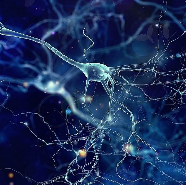 signal neurones