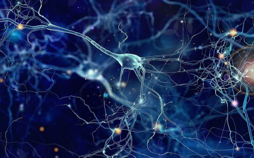 signal neurones