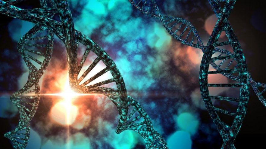 adn reproducteur reproduction genome laboratoire