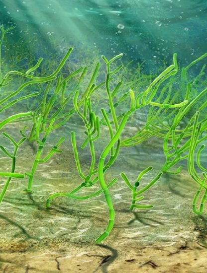 algue verte ancetre
