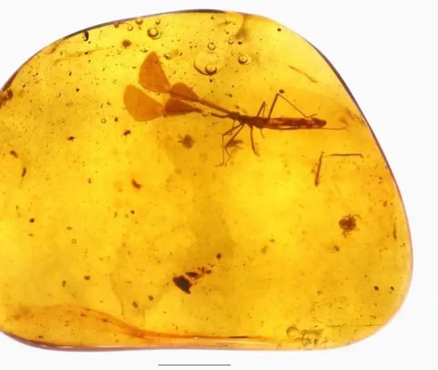 ambre insecte