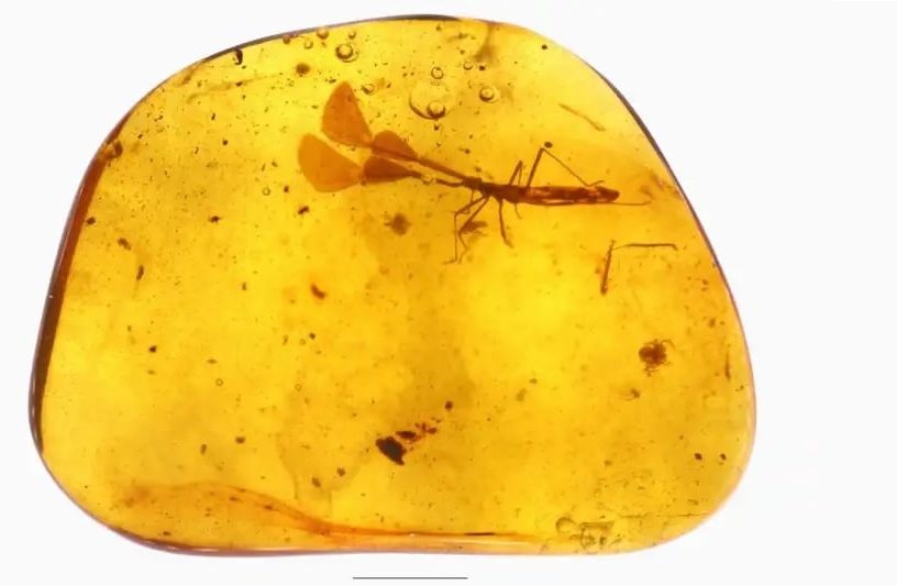 ambre insecte