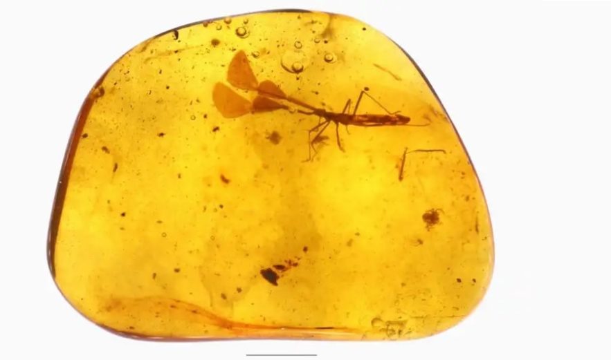 ambre insecte