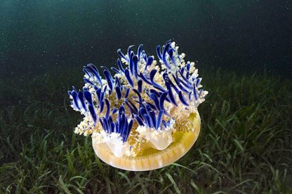 cassiopea andromeda xamachana lance mucus urticant