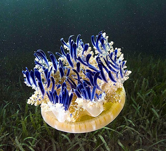 cassiopea andromeda xamachana lance mucus urticant