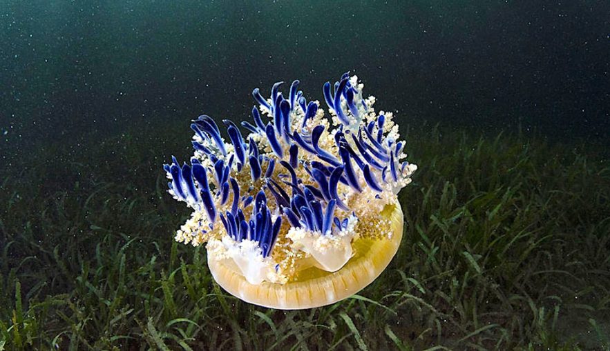 cassiopea andromeda xamachana lance mucus urticant