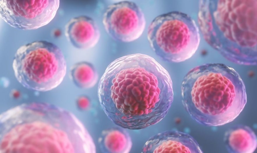 cellules souches diabete