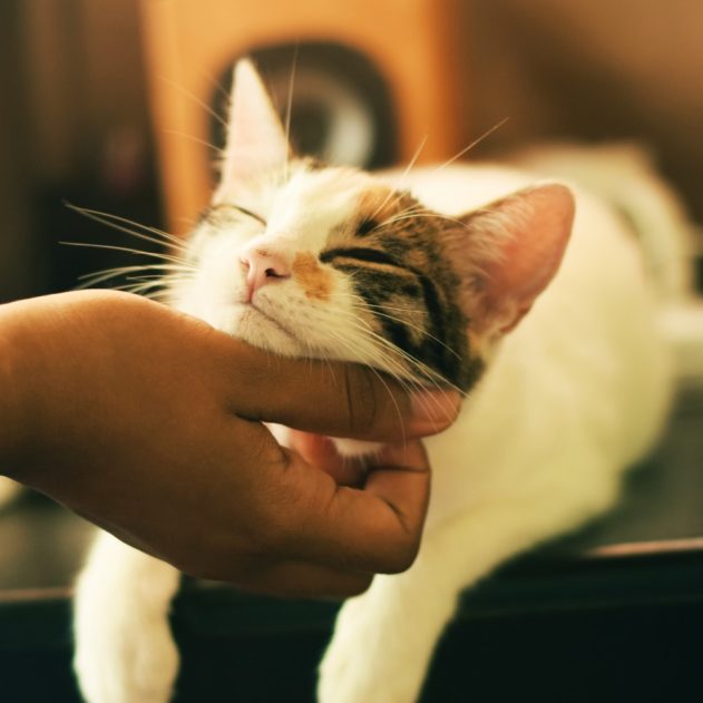 chat detendu detente