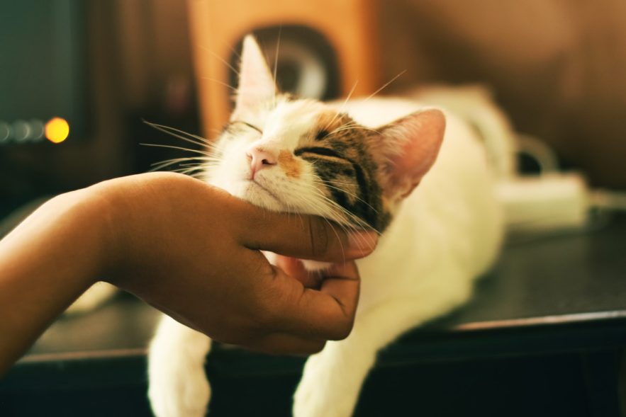 chat detendu detente