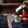 coronavirus chien
