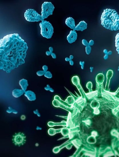 coronavirus immunite