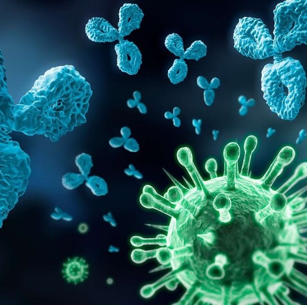 coronavirus immunite