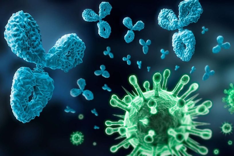 coronavirus immunite