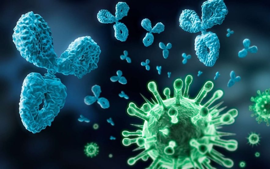 coronavirus immunite