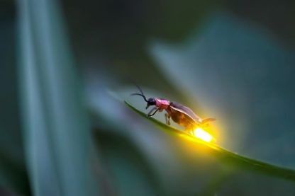 luciole disparition