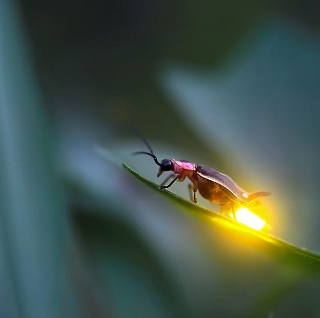 luciole disparition