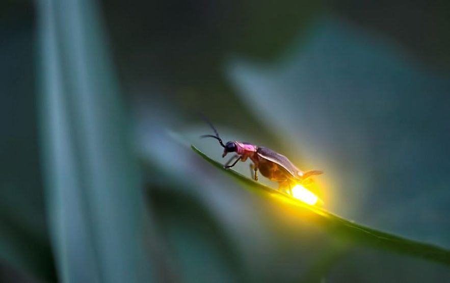 luciole disparition