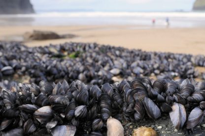 moules plage
