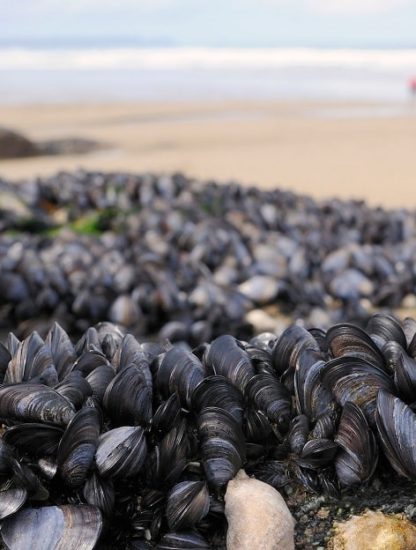 moules plage