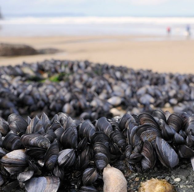 moules plage