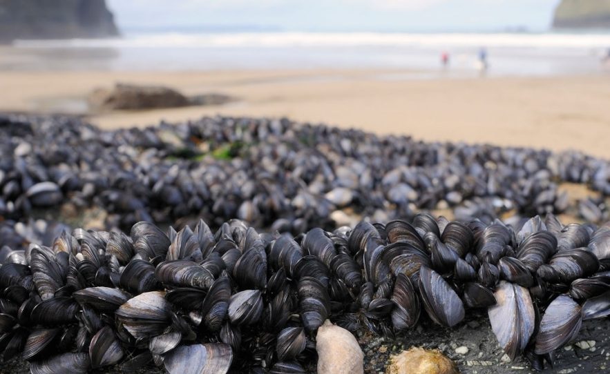 moules plage