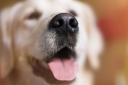 nez chien