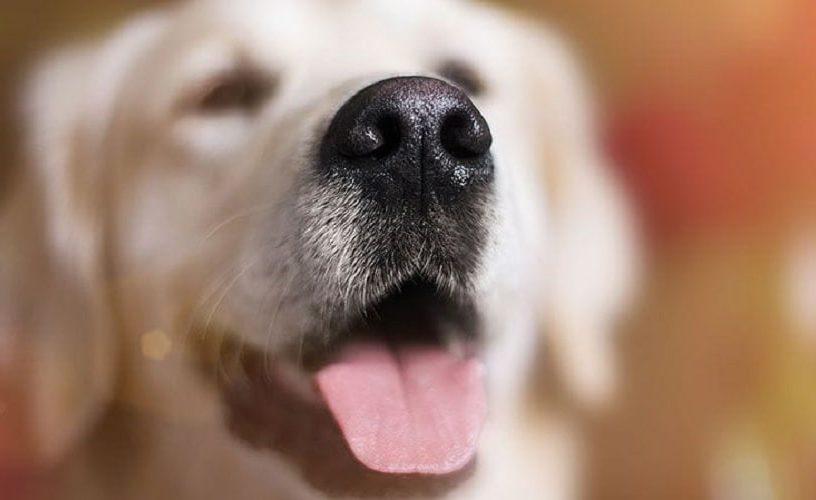 nez chien
