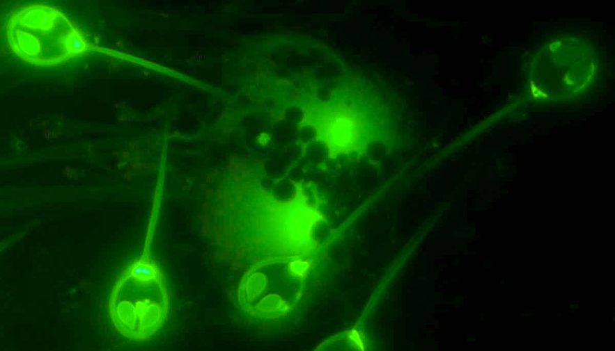parasite survie sans oxygene henneguya salminicola