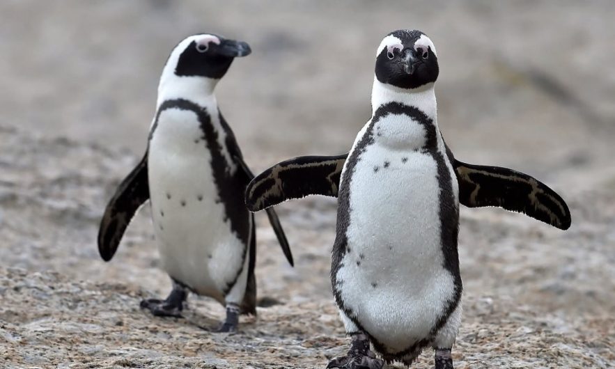 pingouins linguistique