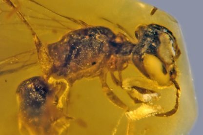 pollem ambre