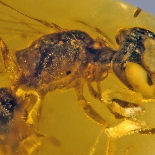 pollem ambre