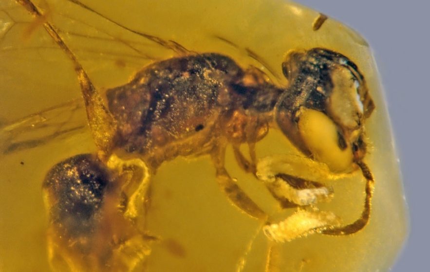 pollem ambre