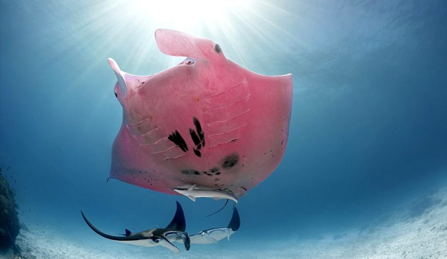 raie manta rose unique connue