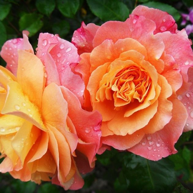 rose fleur