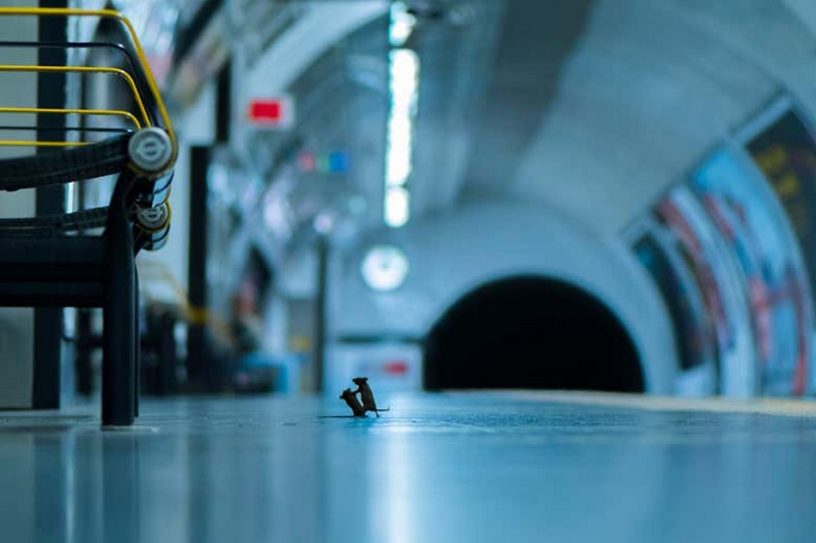 souris quai metro