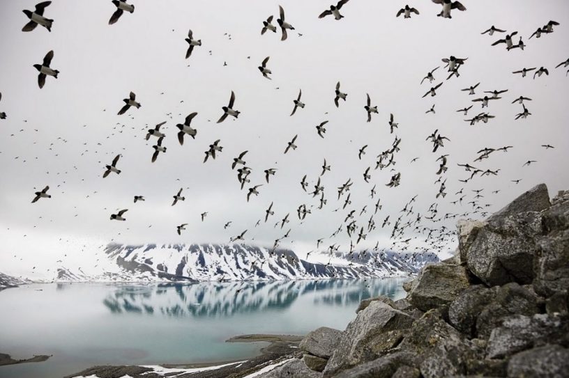 systeme immunitaire climat