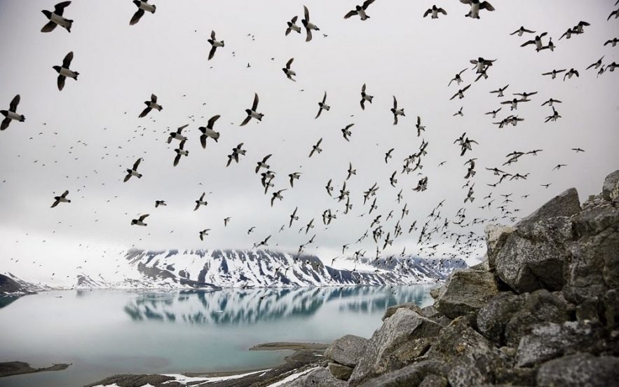 systeme immunitaire climat