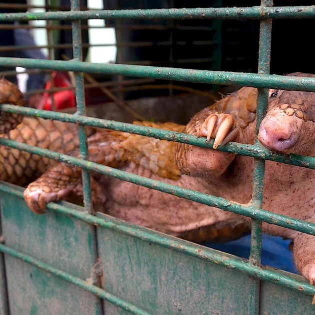 animaux sauvages marche
