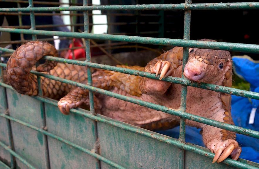 animaux sauvages marche