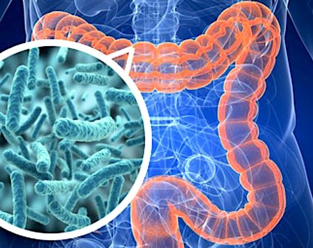 bacteries intestinales retrouvees organes personnes obeses