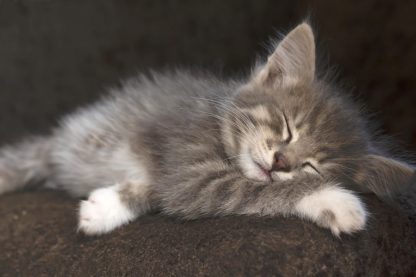 pourquoi chats pattes blanches