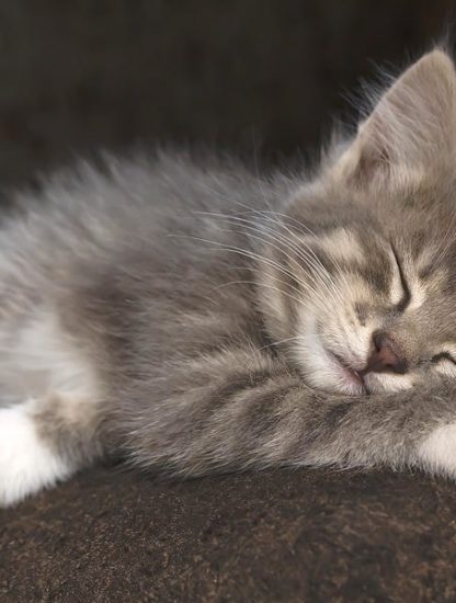 pourquoi chats pattes blanches