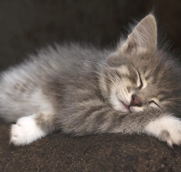 pourquoi chats pattes blanches