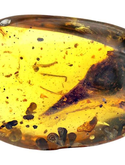 crane dinosaure plumes cretace ambre oculudentavis khaungraae